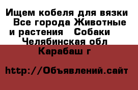 Ищем кобеля для вязки - Все города Животные и растения » Собаки   . Челябинская обл.,Карабаш г.